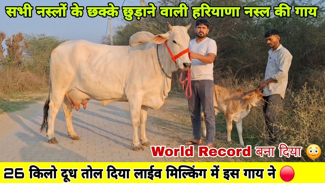 26 किलो दूध तोल दिया लाईव मिल्किंग में इस हरियाणा नस्ल की गाय ने 🔴