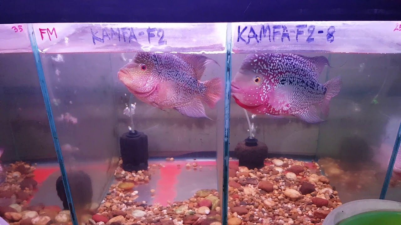 Flowerhorns of Bangkok Thailand (Chatuchak fish market)