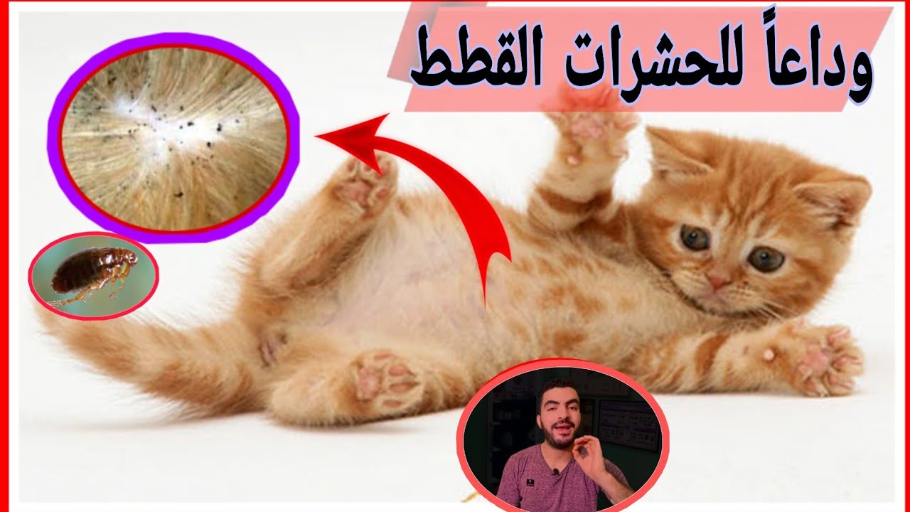 ازاى تتخلص من حشرات القطط نهائياً