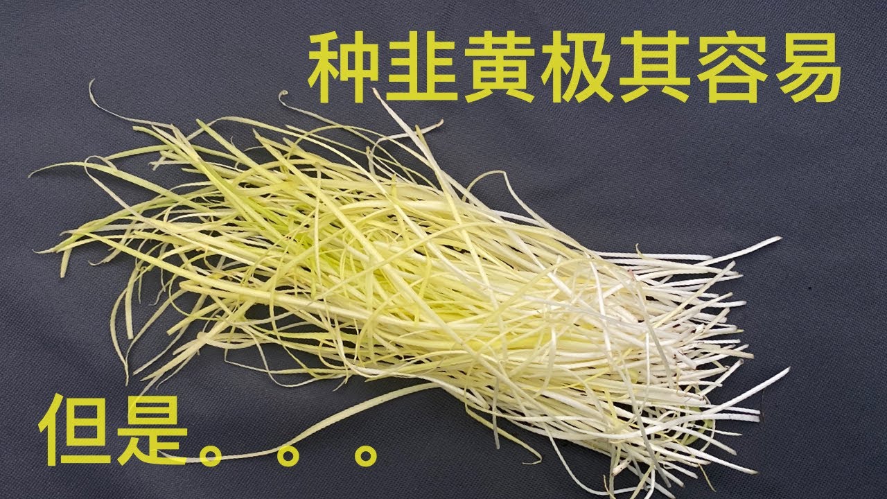 【简单种韭黄】但是。。。｜韭黄比韭菜营养价值低很多⬇️｜Planting Yellow Garlic Chives