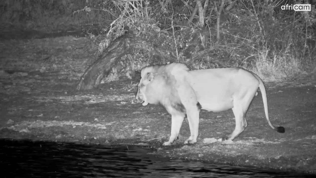 When Lightning Scares the Lion King