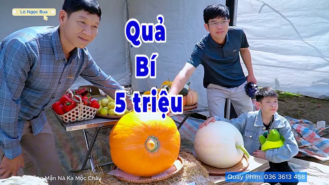 C&ugrave;ng Hoa Đại Ng&agrave;n Kh&aacute;m Ph&aacute; Ng&agrave;y Hội H&aacute;i Quả Mộc Ch&acirc;u Năm 2025 C&oacute; G&igrave; Độ Đ&aacute;o