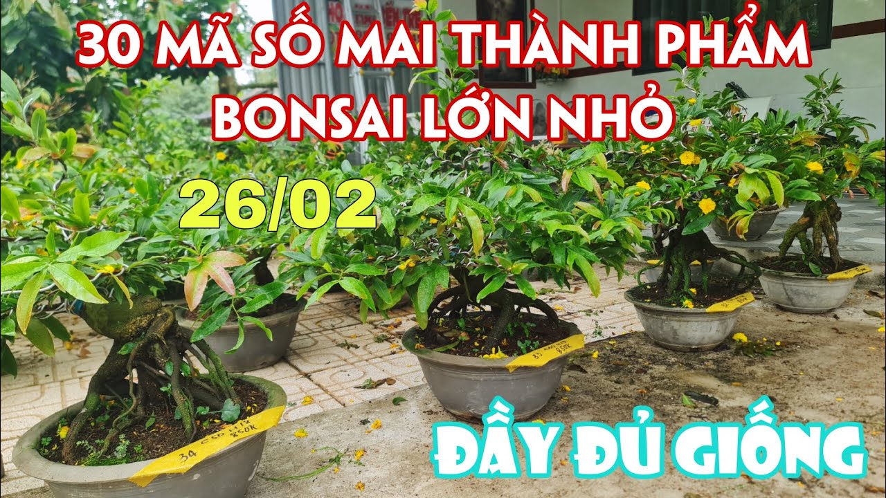 26/02. 30 Mã Số Mai Đế Đẹp Đầy Đủ Loại Giống.☎Trang 0359910781