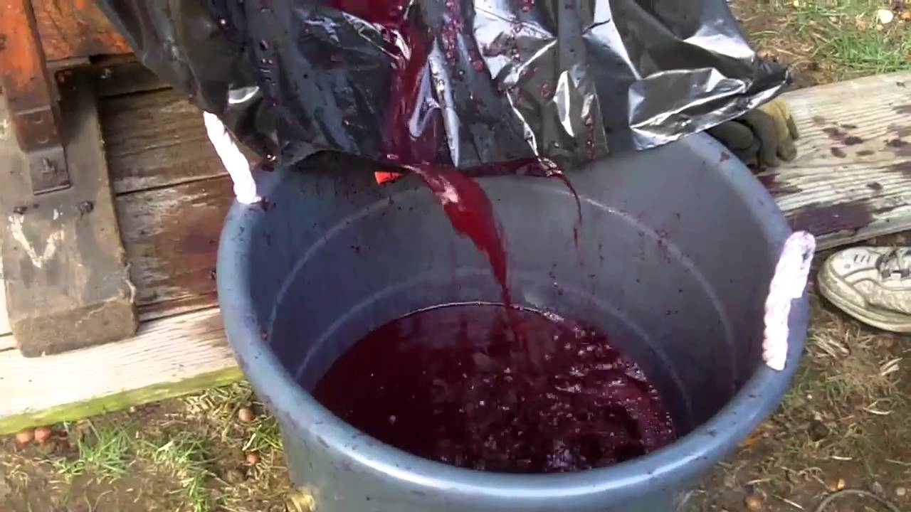 Pressing Grapes