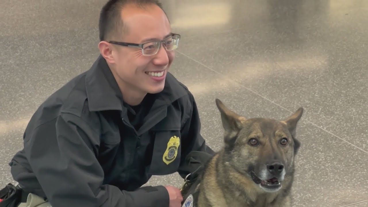 TSA K9s lend a paw with airport security for Super Bowl