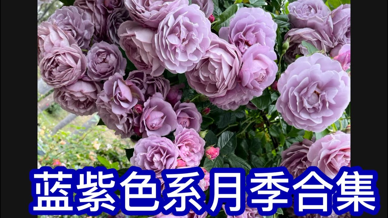 我的私家玫瑰园part 2: 收集的部分蓝紫色月季以及有蓝色梦想组合的花墙
