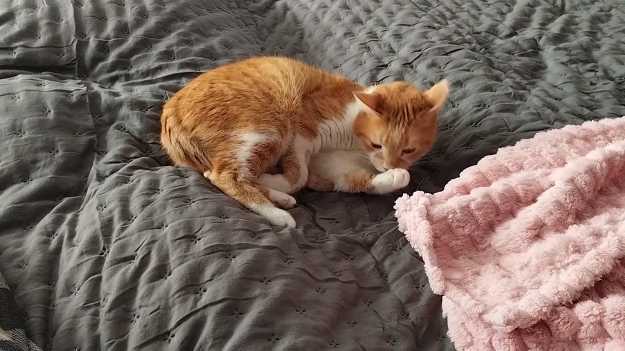 our cat Roxy 