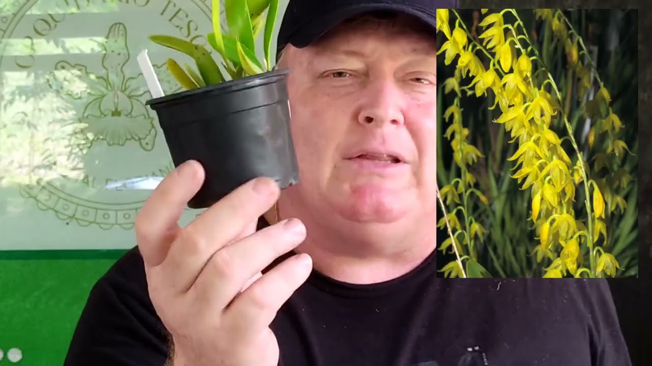 Vídeo de Mudas!
