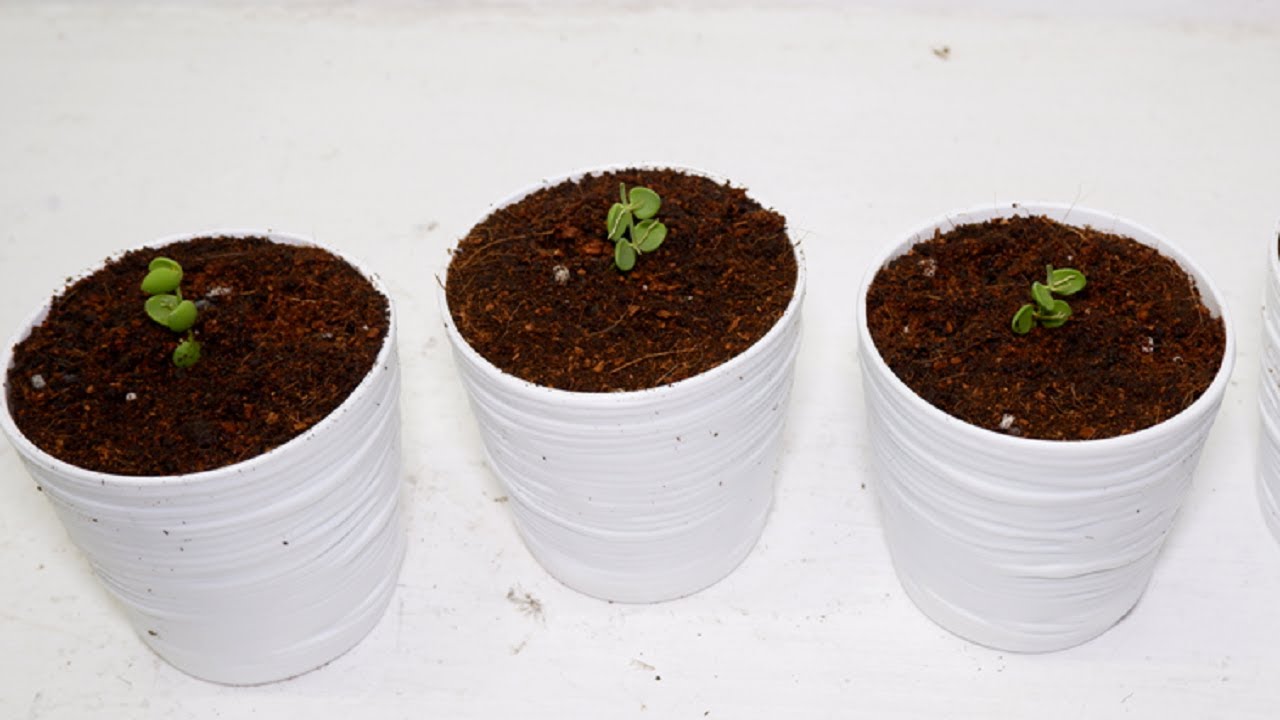 String of Nickels (Dischidia Nummularia) Propagation from Cuttings