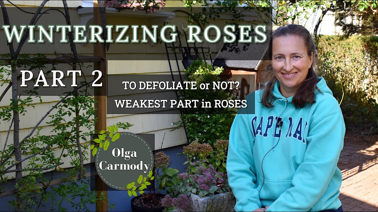 How to Overwinter ROSES 101(Part2) - Everything You Need to Know