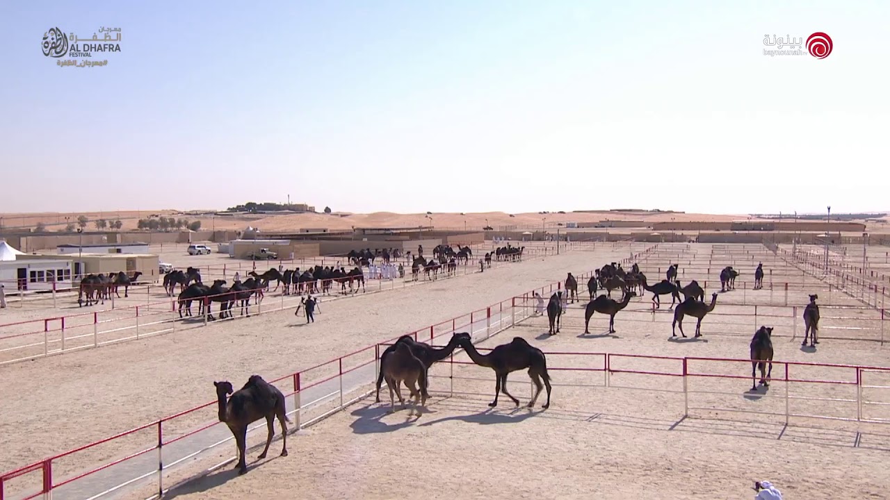 بث مباشر من فعاليات الدورة الـ14 من مهرجان الظفرة 2020/2021 - اليوم السابع عشر - فترة التحكيم