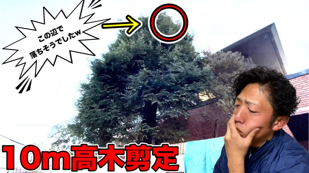 【セコイア　pruning  剪定　危険度大】枝が折れて落ちそうでした。高木剪定の危険度が伝わる動画です、、、ご注意ください、、、ある道具を使ってたので助かりました☆