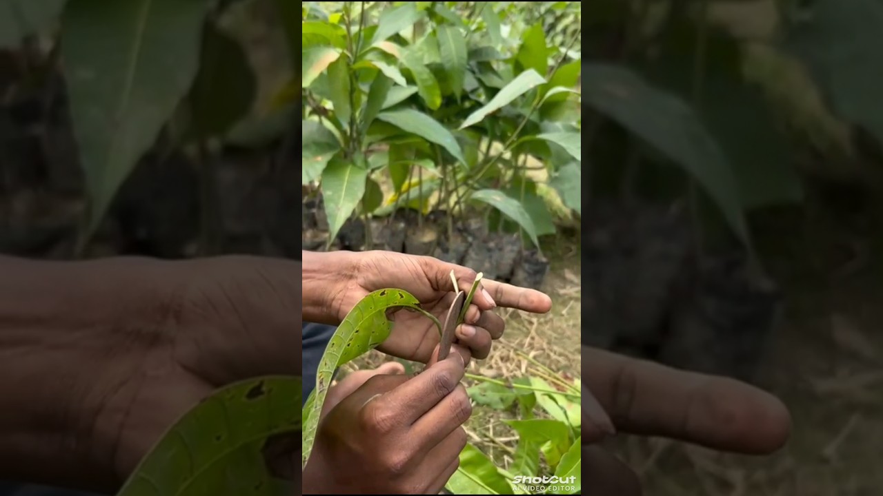 mango grafting 📲8167505276 