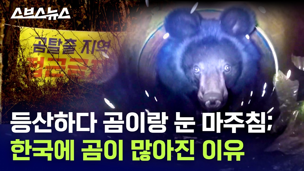 한국에서 곰 서식지 확대한다는데 괜찮은 거 맞아요? / 스브스뉴스