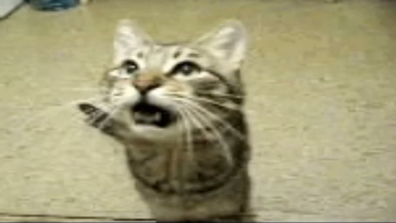 just the two of us but also cat but also lofi hiphop