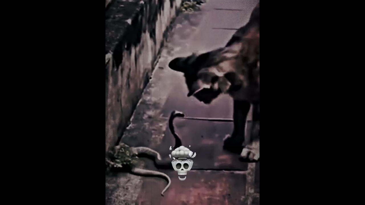 The cat has maxed-out evasion💀