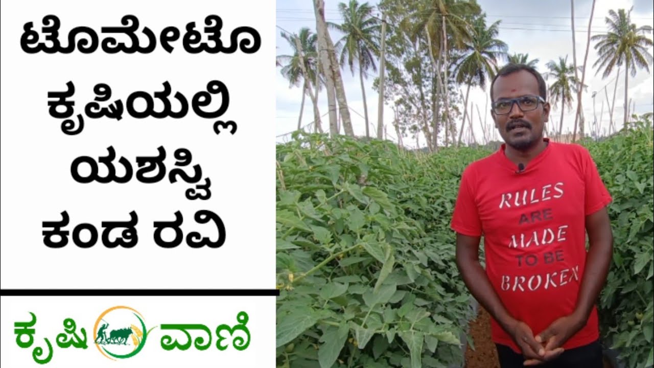ಟೊಮೇಟೊ ಕೃಷಿಯಲ್ಲಿ ಯಶಸ್ವಿ ಕಂಡ ರವಿ  | Tomato Farming In Karnataka |  Successful Tomato farmer Ravi |