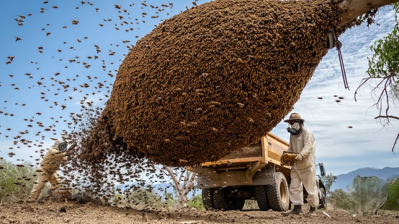 Everybody Mocked Nevada For Putting Millions of Bees Into Desert. One Month Later, They Regretted It