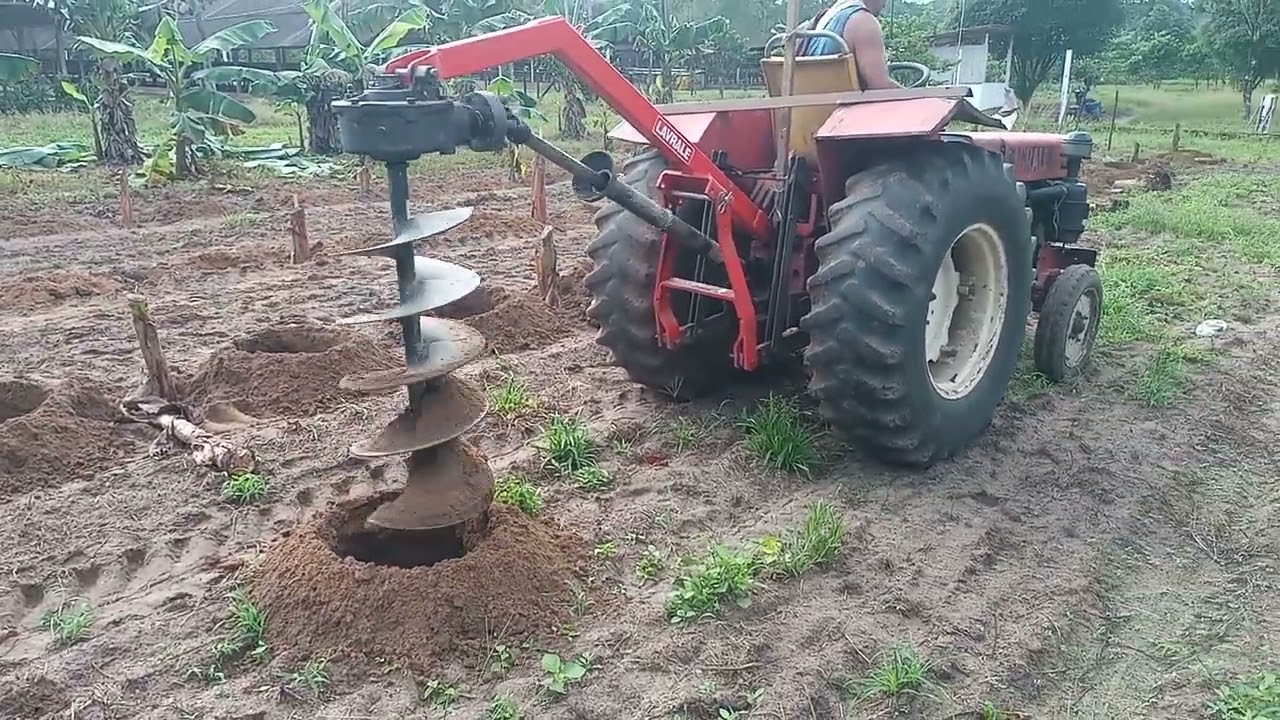 Plantação de banana chifre anã.Novo variedade 