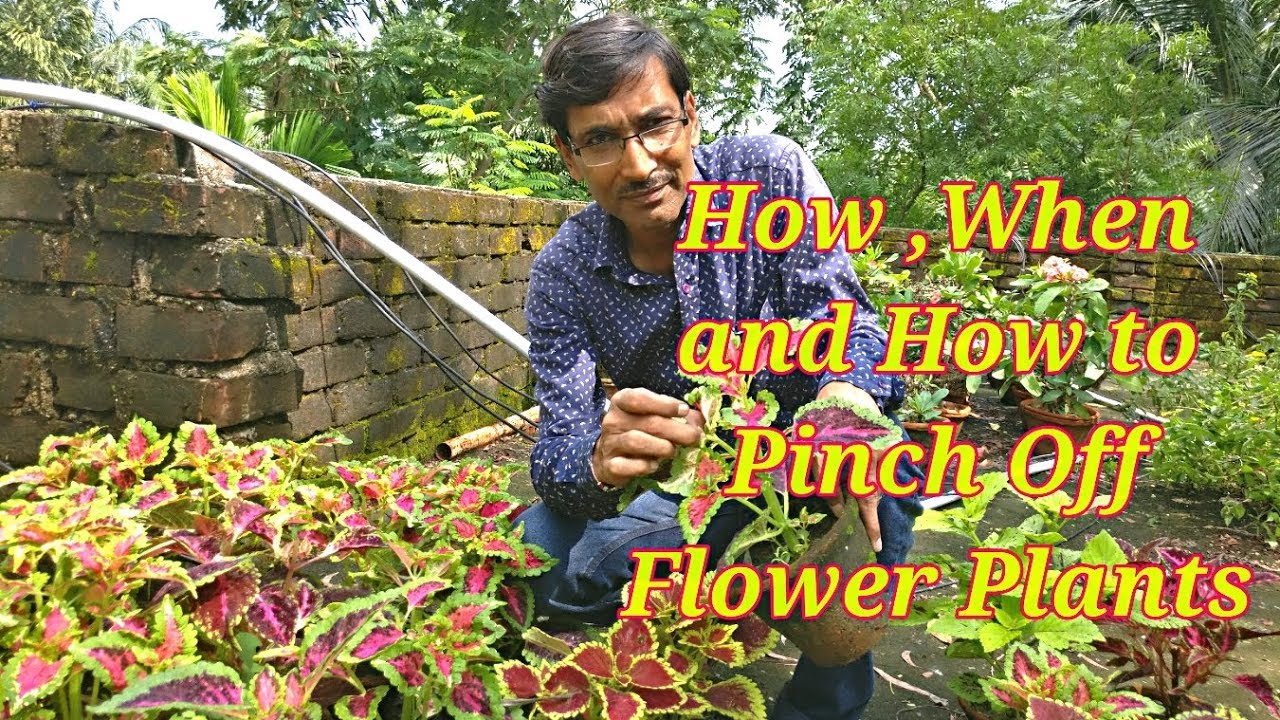 How , When and Why to Pinch Off Your Flower Plants .