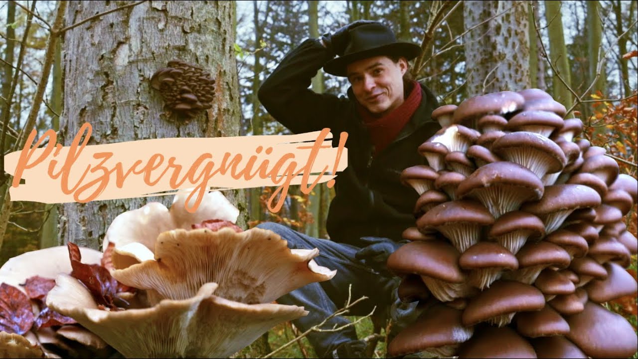 Die Winterpilze ❄️🌲 tolle Speisepilze abseits der gängigen Pilzsaison: Austernpilze ohne Ende 😲