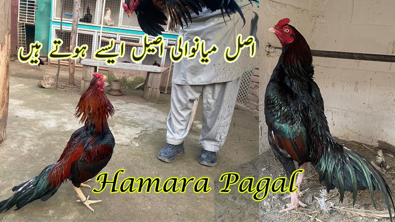 Mianwali aseel ki pehchan | Pure mianwali aseel | Mianwali aseel mandi