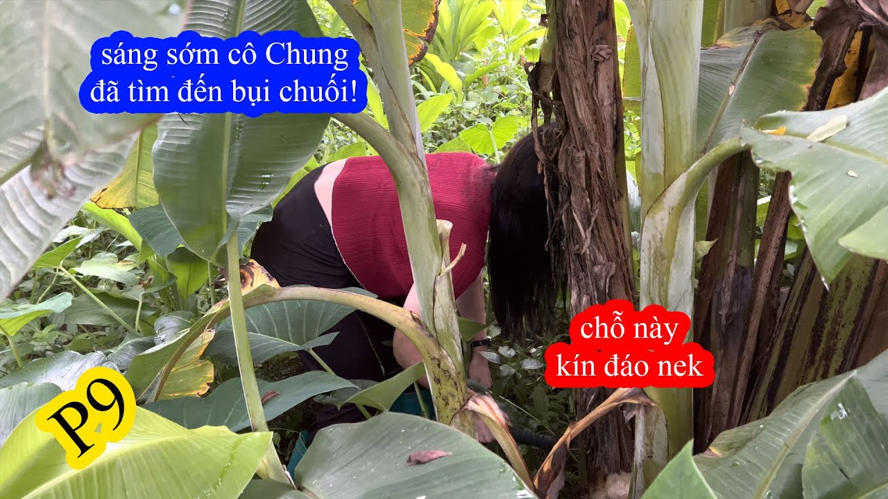 P9 - Sáng Sớm Cô Chung Rủ Ra Bụi Chuối và Cái Kết | GoGo TV