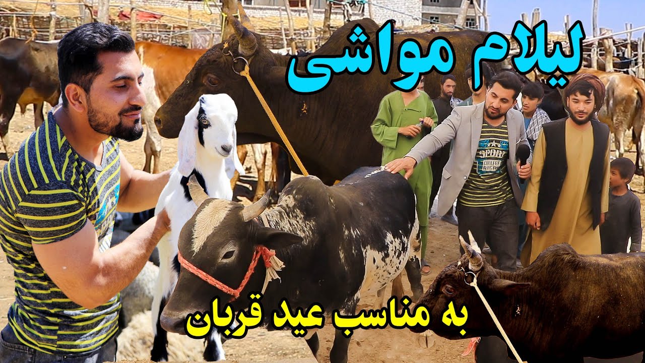 لیلام مواشی به شیوه حاجی سخا