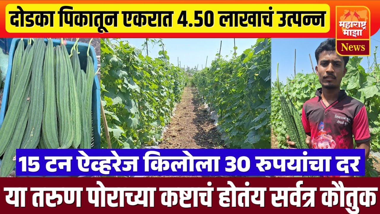 ♦️एक एकर दोडका | 4.50 लाखाचं उत्पन्न,किलोला 30 रुपयांचा दर | दोडका शेतीचं परफेक्ट नियोजन..