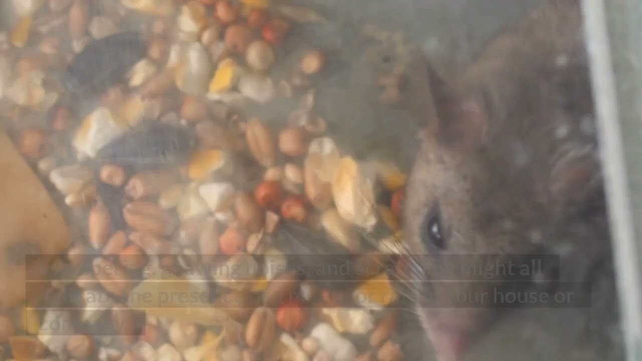Do you have rodents in your basement? - Rodent Exterminator