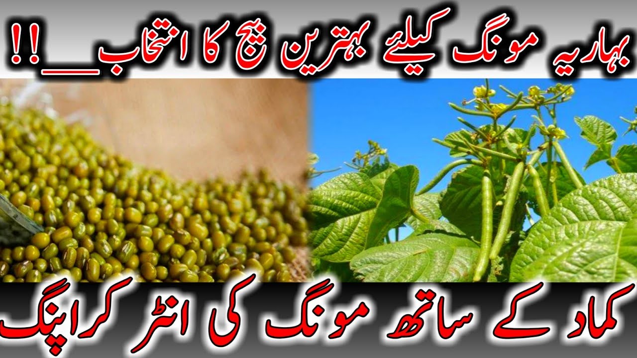 best seed of spring mung been|Short-duration mung bean seed|Mixed cultivation of sugarcane and mung