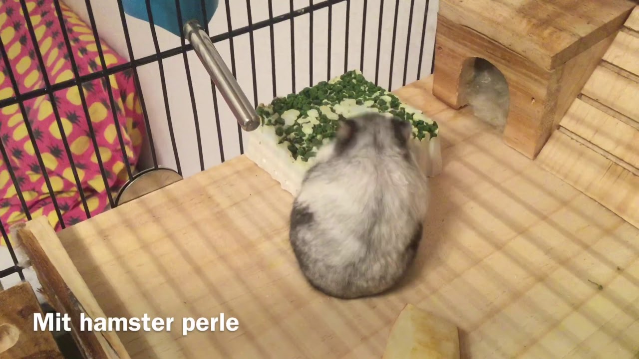 Ting jeg er gladest for jeg har købt til mit hamster