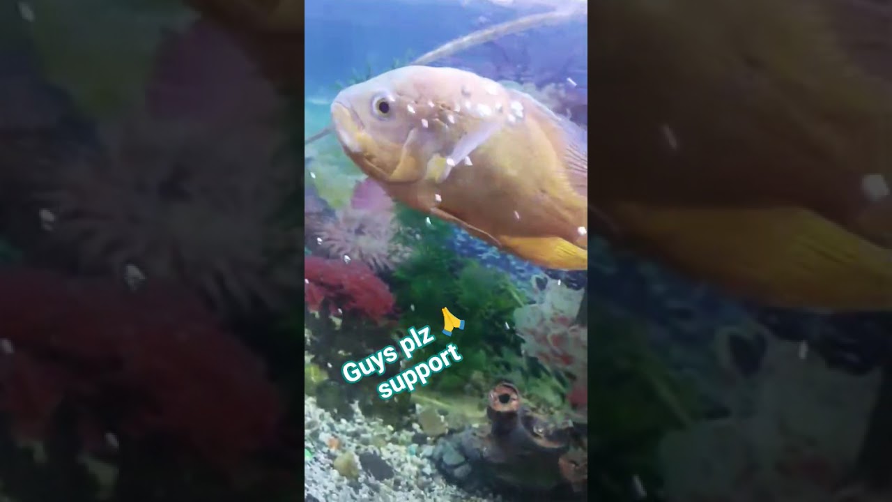 Oscar fish Shark fish Cat fish full setup at lowest price beautiful aquarium fish collection 