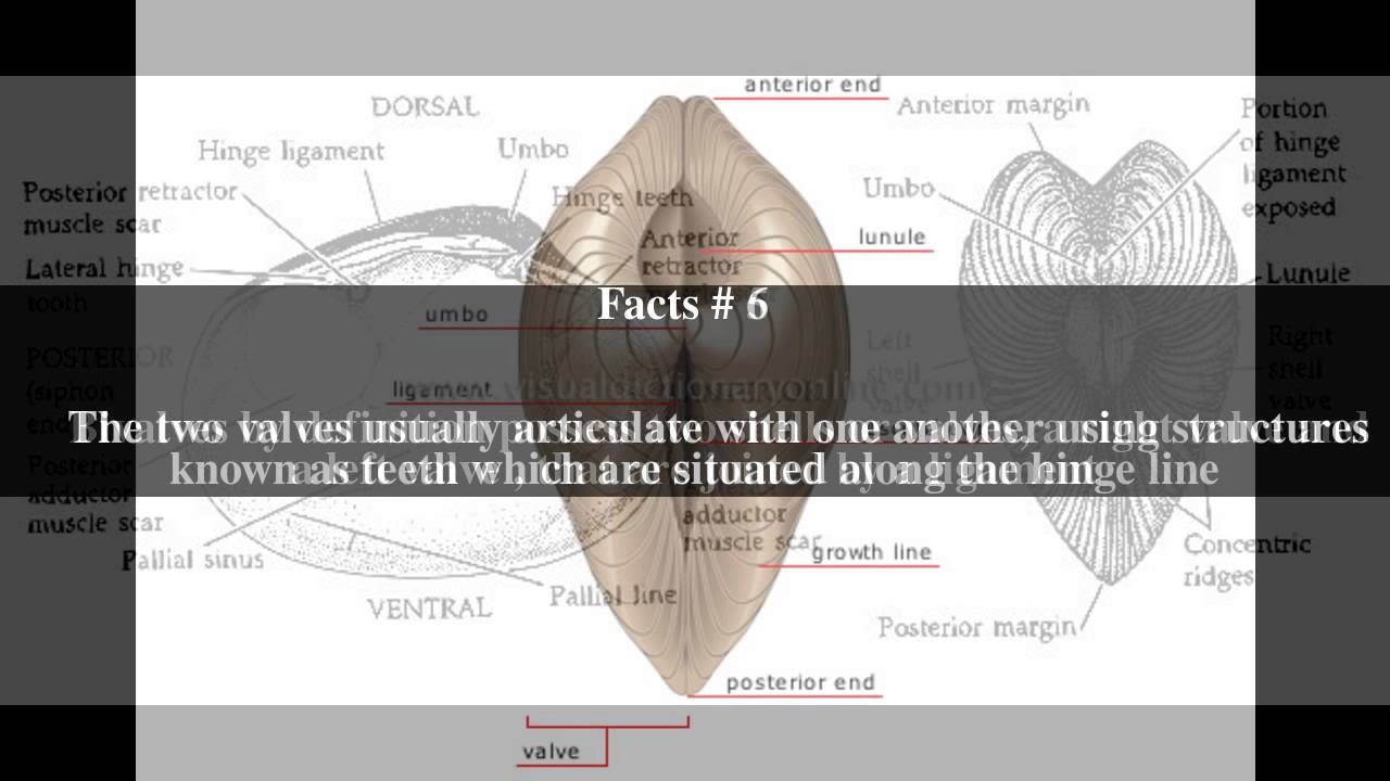 Bivalve shell Top # 9 Facts