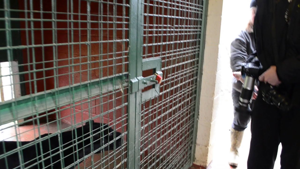 Hand feeding a black jaguar