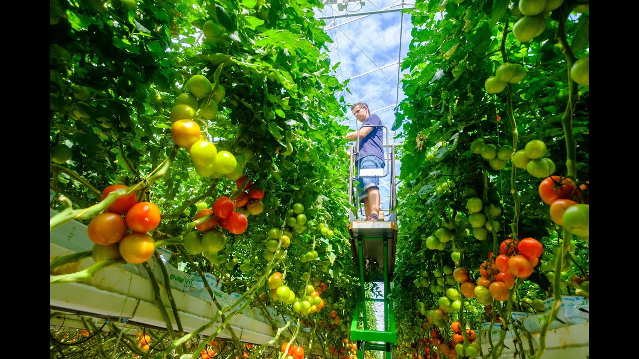 360° experience in de kas in twee minuten