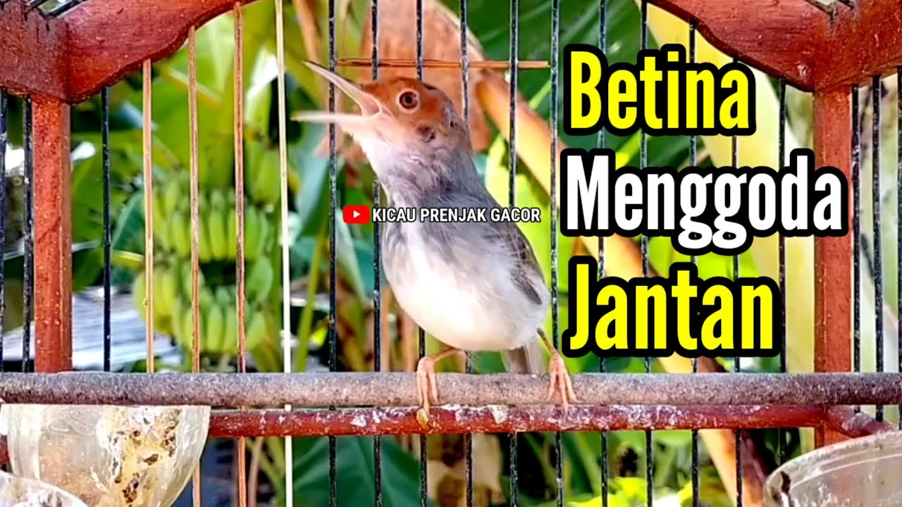 PRENJAK BETINA Menggoda PRENJAK JANTAN Suara Gacor bersahutan Ampuh buat PANCINGAN.