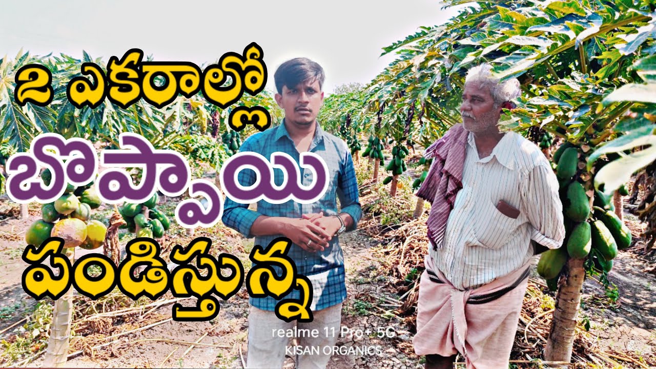 బొప్పాయి పంటని పండించే విధానం| కిసాన్ ఆర్గానిక్స్ | 