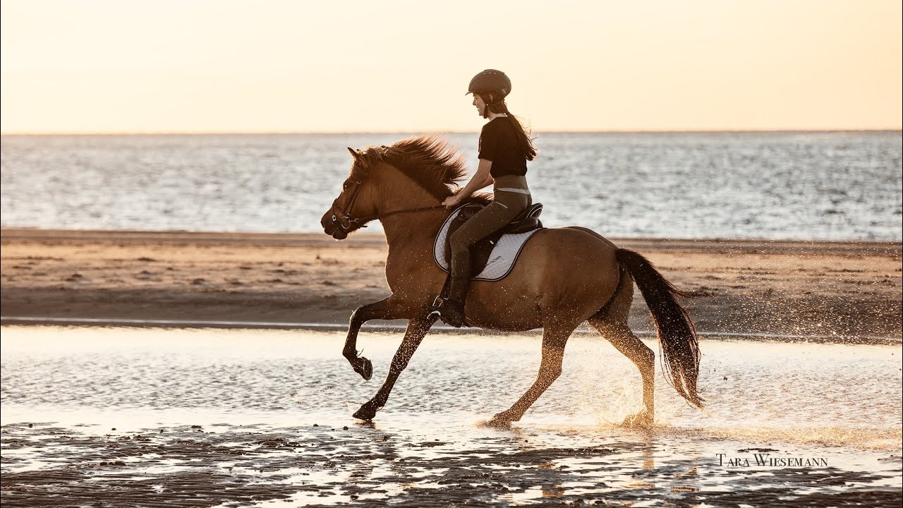 🌞Mit dem eigenen Pferd ans Meer🌊- das packen wir ein! 🇳🇱