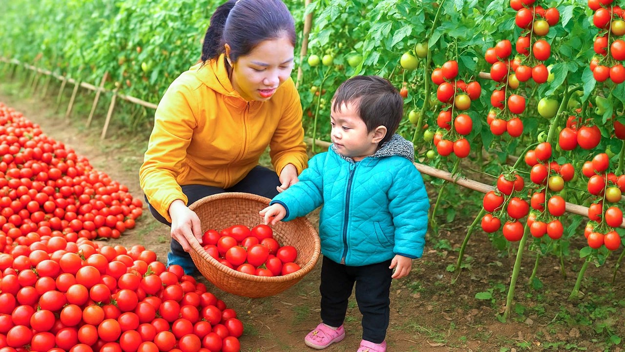 Colhendo Tomates Frescos No Campo E Levando-os Ao Mercado Para Vender Com Minha Filha Pequena