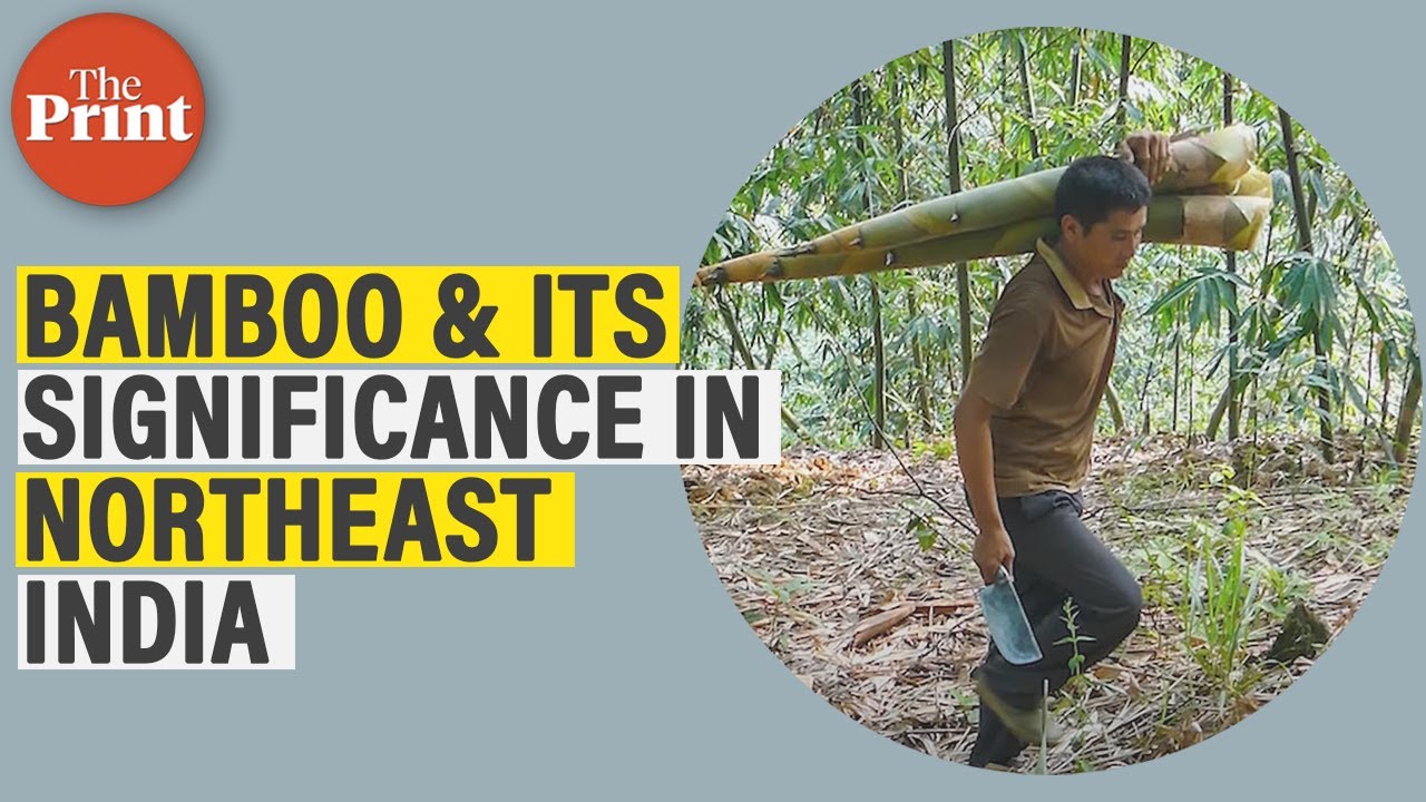 Food to building houses&mdash; Why bamboo is integral for Northeast India