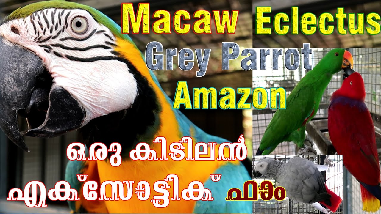 A Complete Exotic Farm In Trivandrum || Macaw, Eclectus, Amazon, Grey Parrot Farm