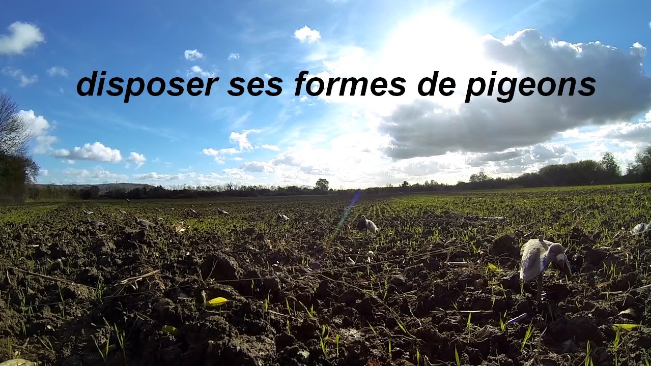 Comment disposer ses formes de pigeons