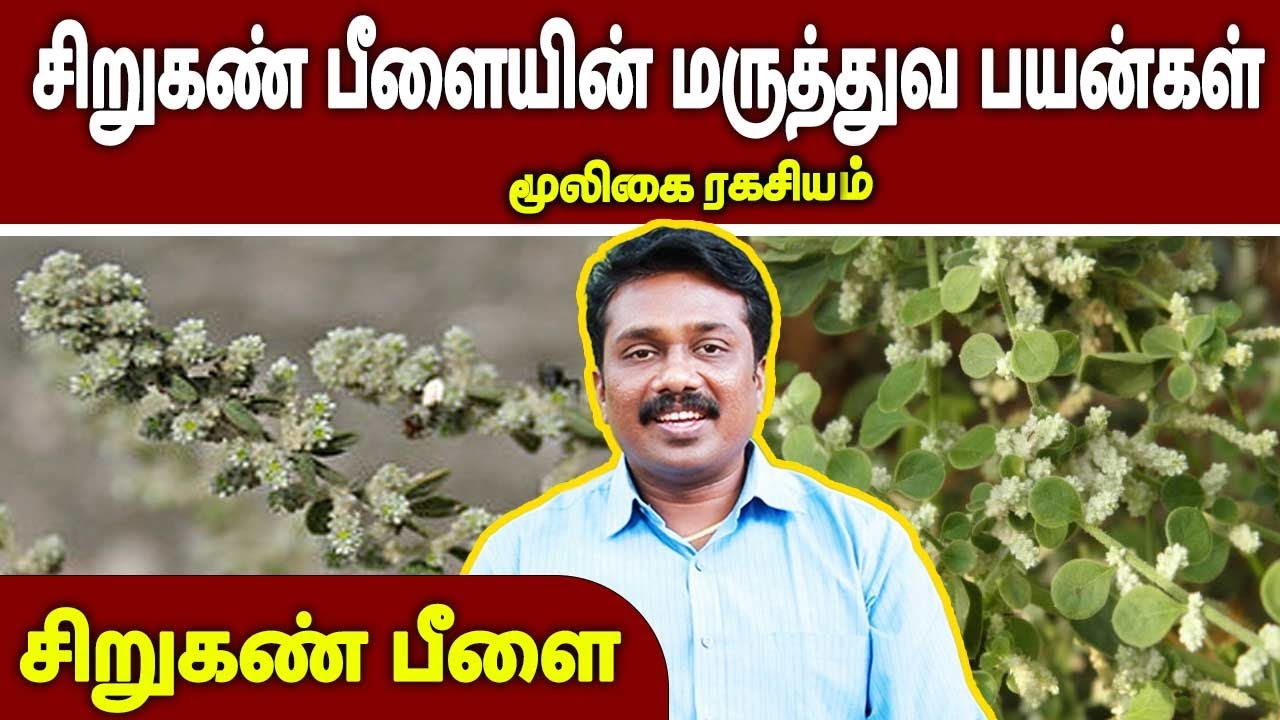 சிறுகண்பீளையின் பயன்கள் | Mooligai Ragasiyam | Dr.Sugumar | @megatvindia