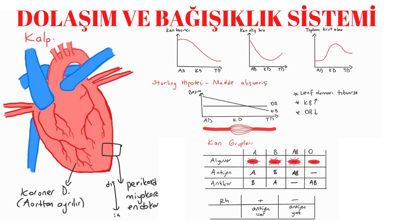 DOLAŞIM VE BAĞIŞIKLIK SİSTEMİ | 11. SINIF