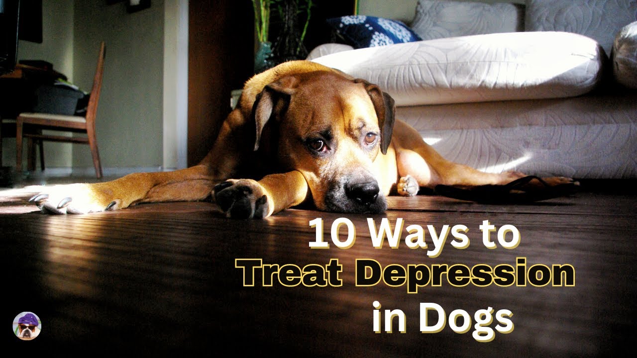 Top 10 Ways to Treat Depression in Dogs