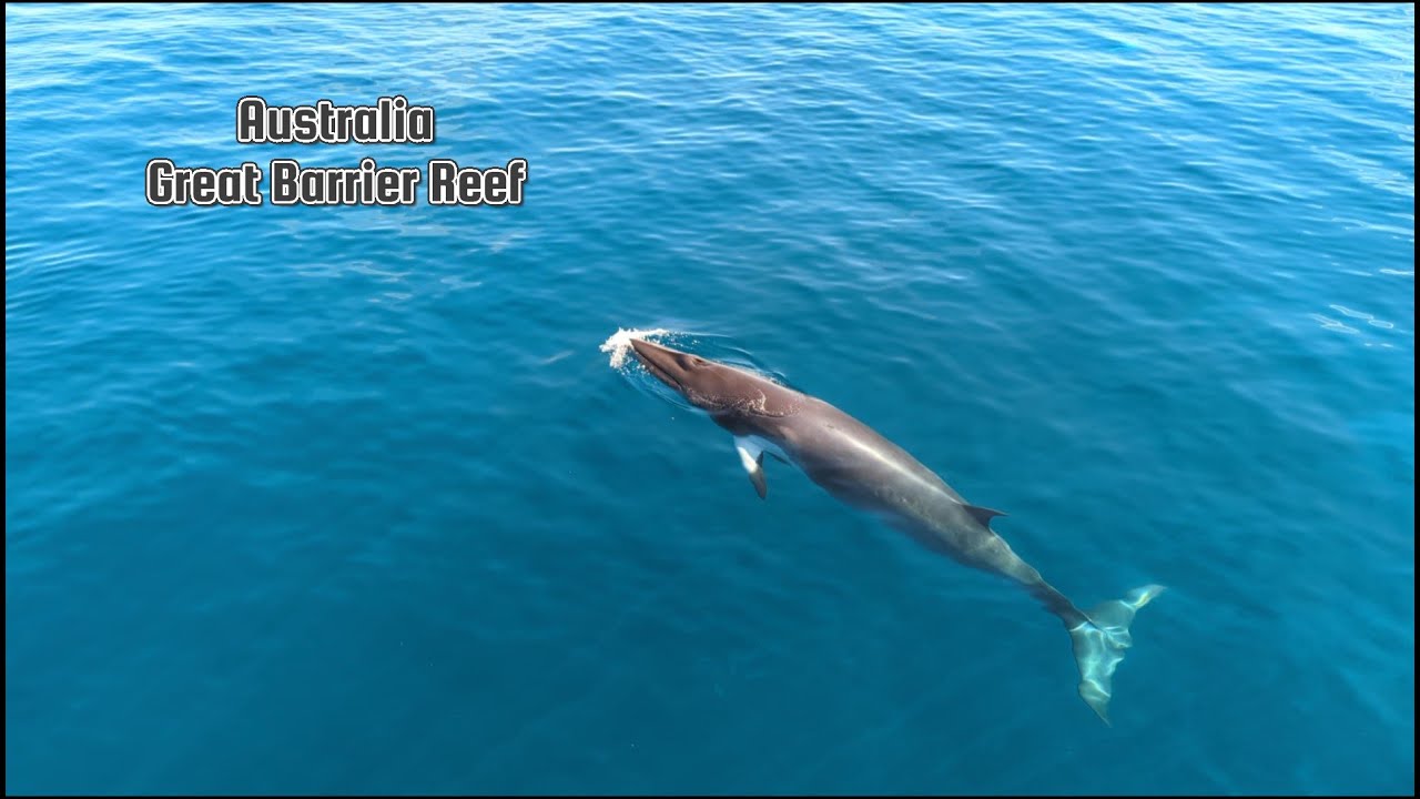 Cairns, Australia - The Great Barrier Reef - Dwarf Minke Whale expedition