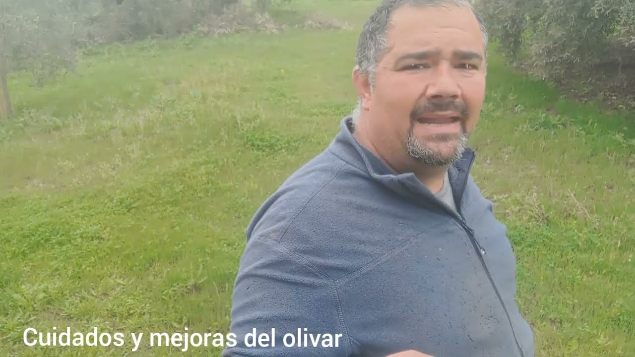 La importancia de la cubierta vegetal en el olivar