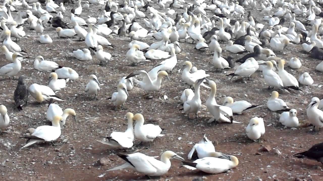 Fou de Bassan