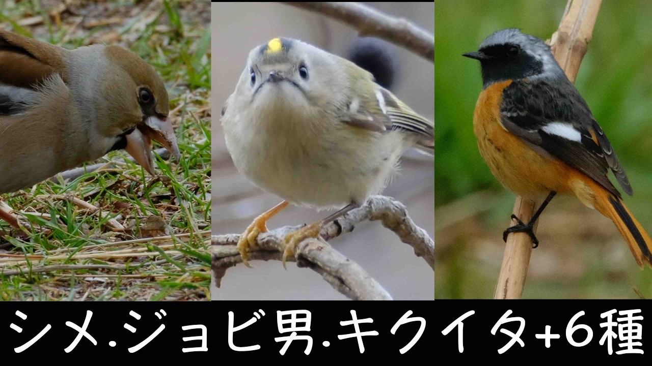 2月26日 曇天撮影だったけど美しかった野鳥達 江戸川河川敷.大町公園探鳥